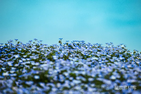 高清摄影 蓝天下的蓝花田