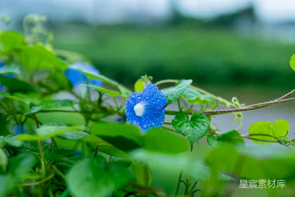 高清摄影 在雨中，一朵蓝色的牵牛花绽放。