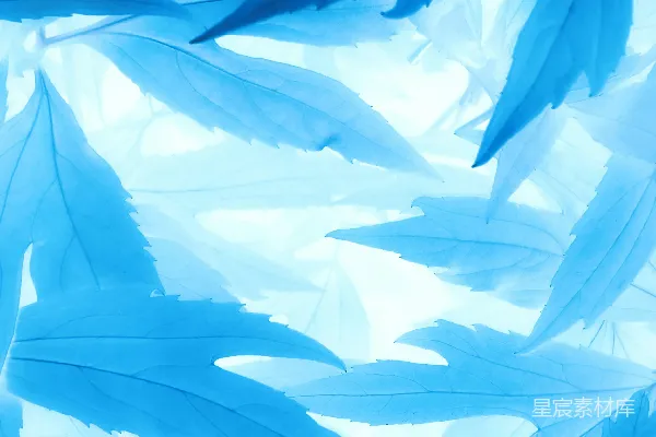 高清摄影 在白色背景上的一片蓝色叶子的特写。