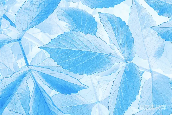 高清摄影 一张蓝色和白色的树叶照片