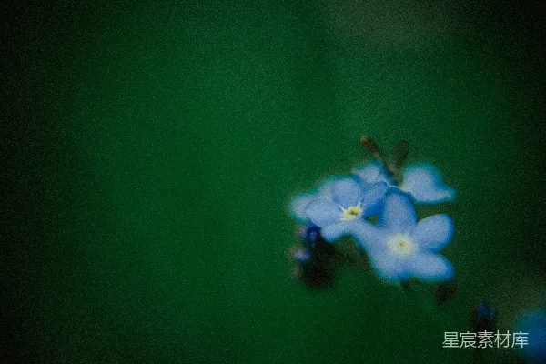 高清摄影 蓝蓝的勿忘我花在绿色背景前。