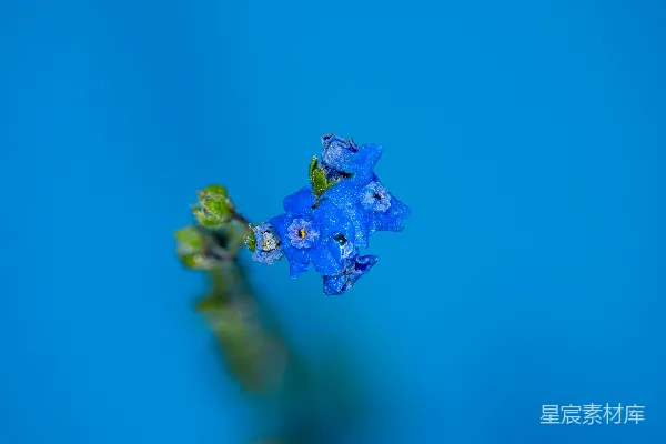 高清摄影 一根茎上的小蓝花，背景是蓝色。