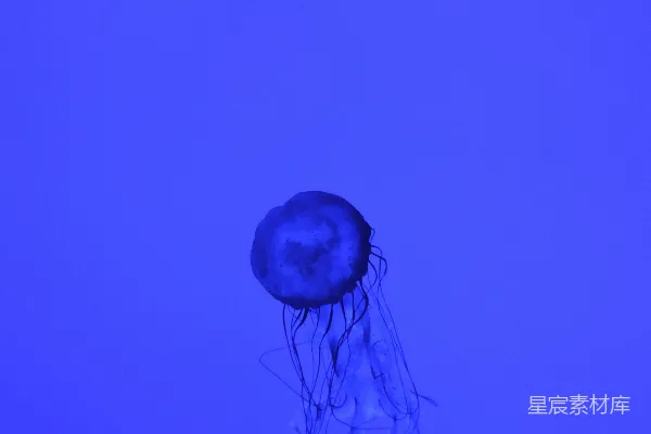 高清摄影 一只蓝色的水母漂浮在水中