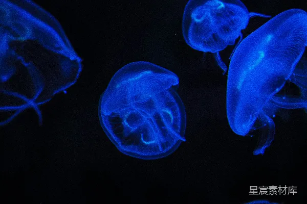 高清摄影 一群水母在水中游动