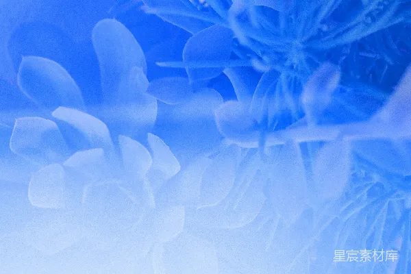 高清摄影 一张蓝色花朵的特写照片，背景模糊。
