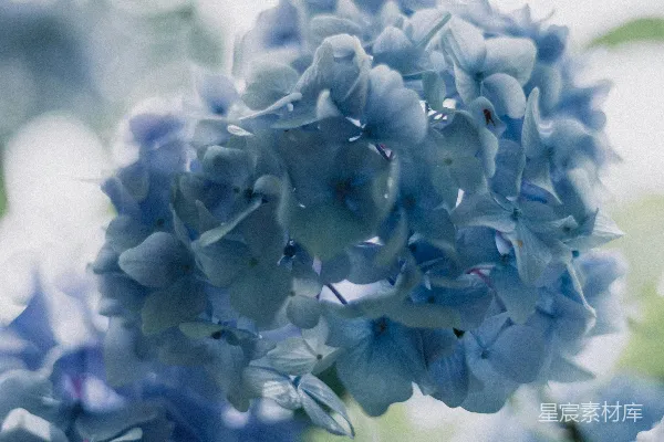 高清摄影 蓝花瓣的花