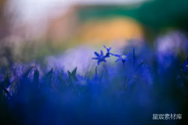 高清摄影 蓝色的花朵在绿色的草地上