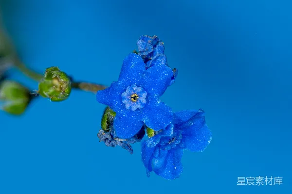 高清摄影 在蓝色背景上有一朵带有绿色叶子的蓝花。