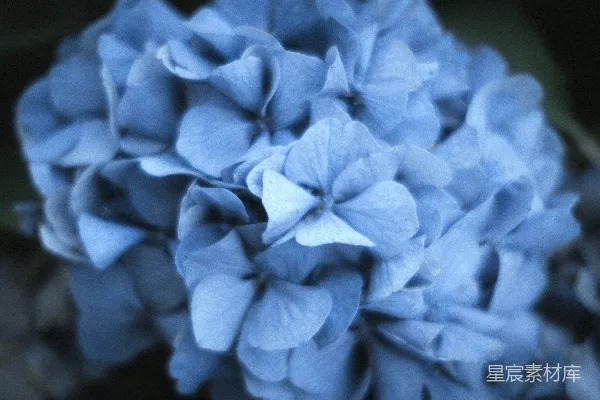 高清摄影 一幅鲜艳的蓝色绣球花特写图