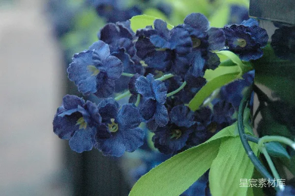 高清摄影 这是一张特写的图片，展示了深蓝色的花朵和绿色的叶子。