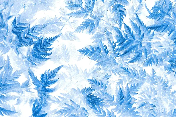 高清摄影 蓝色和白色的叶子背景