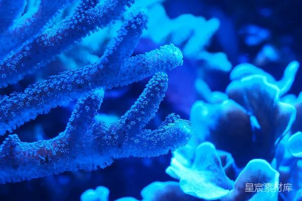 高清摄影 一种蓝色的海洋生物