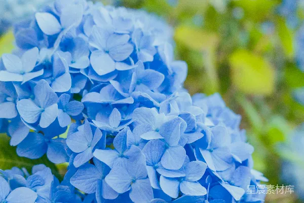 高清摄影 花园里盛开的鲜亮蓝紫色绣球花。