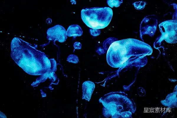高清摄影 白天水中的蓝水母