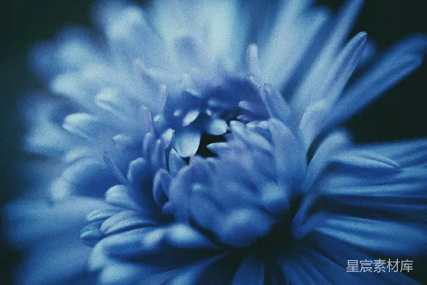 高清摄影 盛放的蓝雏菊花