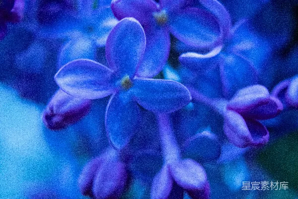 高清摄影 盛开的鲜艳蓝色丁香花特写。