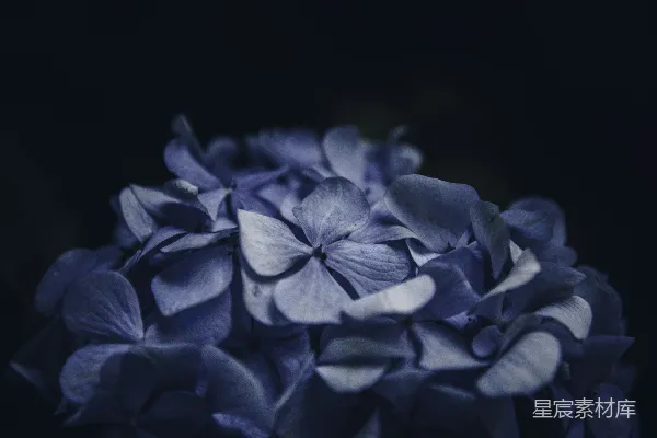 高清摄影 花卉盛开的特写摄影