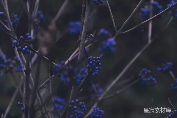 高清摄影 紫色花朵在微移镜头中