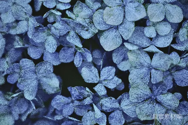 高清摄影 鲜艳的蓝紫色绣球花。