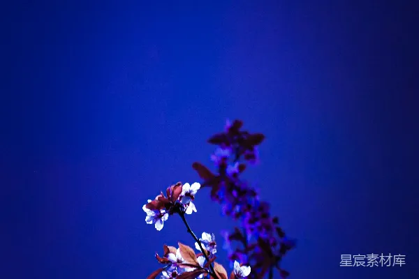 高清摄影 一枝精致的花枝在深蓝色背景前绽放。