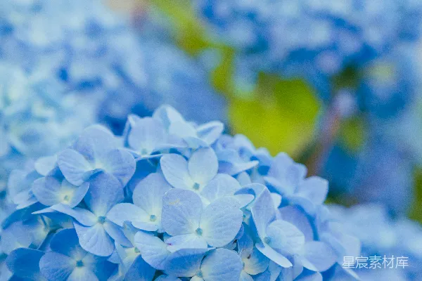 高清摄影 花园里盛开的鲜艳蓝紫色绣球花。