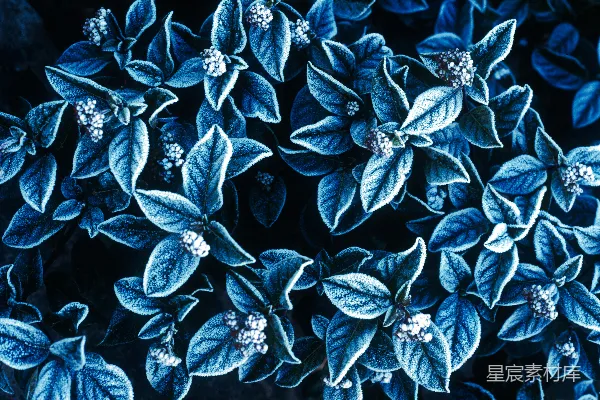 高清摄影 一幅黑色背景上的蓝色花朵画作