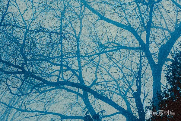 高清摄影 光秃的树枝在朦胧的蓝天下。