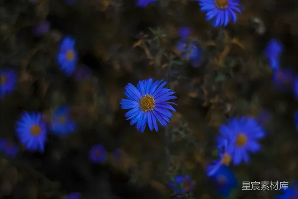 高清摄影 一簇蓝色的花长在草地上。
