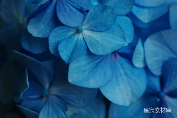 高清摄影 美丽的蓝色绣球花。