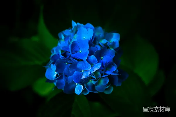 高清摄影 微距拍摄的蓝色花朵