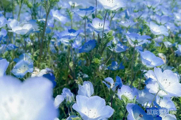高清摄影 一片晴天下的蓝色花朵田野