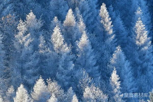 高清摄影 山坡上覆盖着雪的常青树。