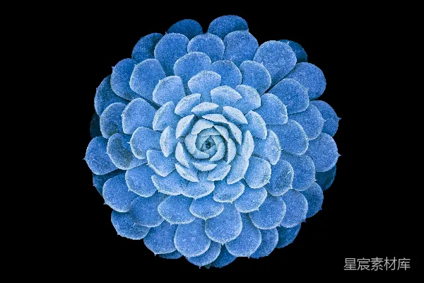 高清摄影 一只鲜艳的蓝色多肉植物在黑色背景前。