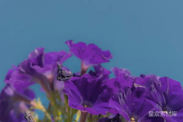 高清摄影 鲜艳的紫色花朵映衬着清澈的蓝天。