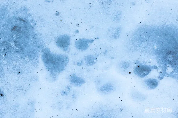 高清摄影 雪地中的动物足迹