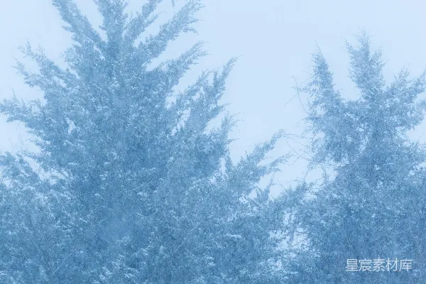 高清摄影 松树在雾蒙蒙的天气中覆盖着薄薄的积雪。