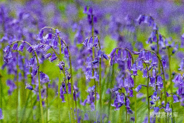 高清摄影 一片开满紫色花朵和绿草的田野