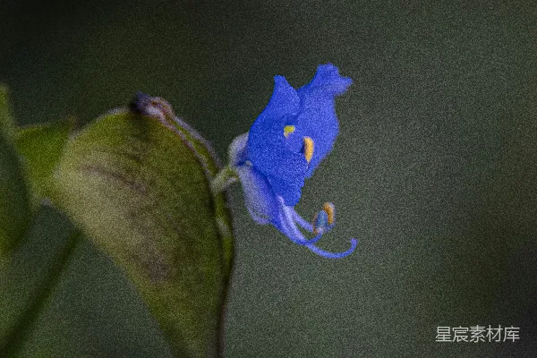 高清摄影 一朵带黄色花蕊的淡蓝色花朵。