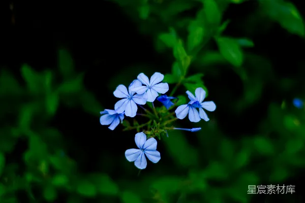 高清摄影 一群蓝色的花朵