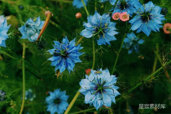 高清摄影 蓝花瓣的花