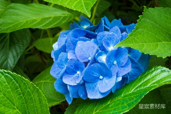 高清摄影 一朵蓝花，绿叶。