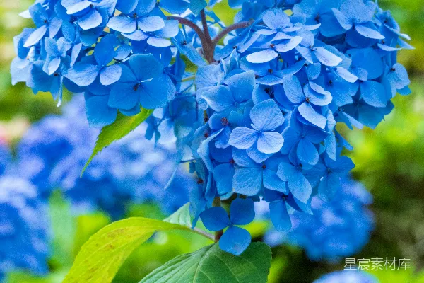 高清摄影 一朵花上的虫子