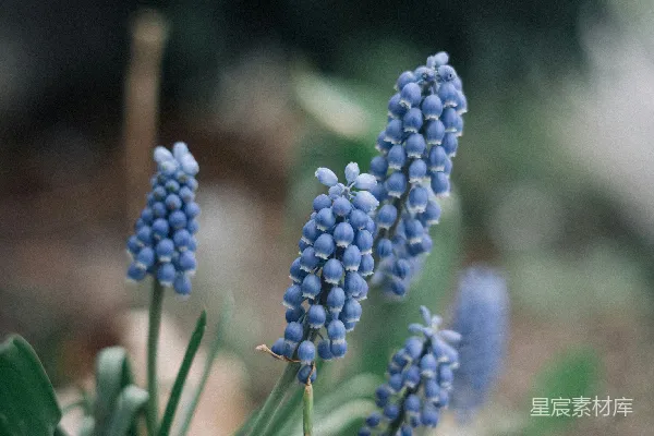 高清摄影 蓝葡萄风信子花开在花园里。