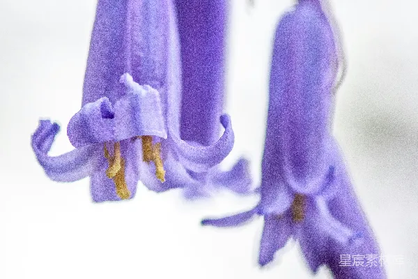 高清摄影 一朵花的特写，背景模糊不清。