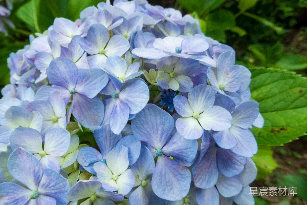高清摄影 一簇蓝花
