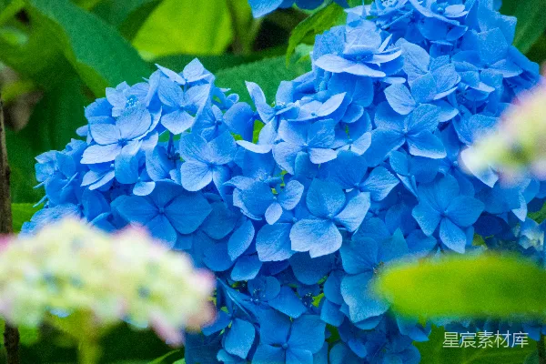 高清摄影 一张蓝花的特写照片