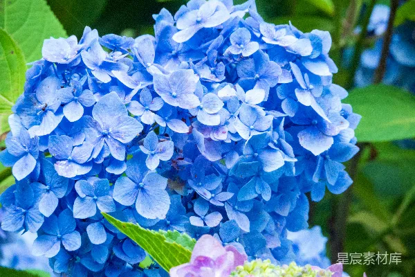 高清摄影 一组蓝花
