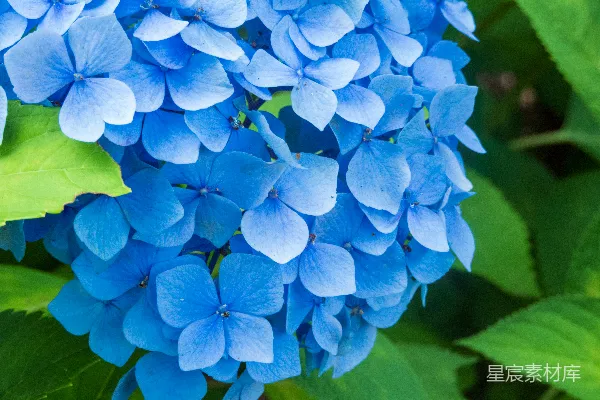 高清摄影 一组蓝色的花