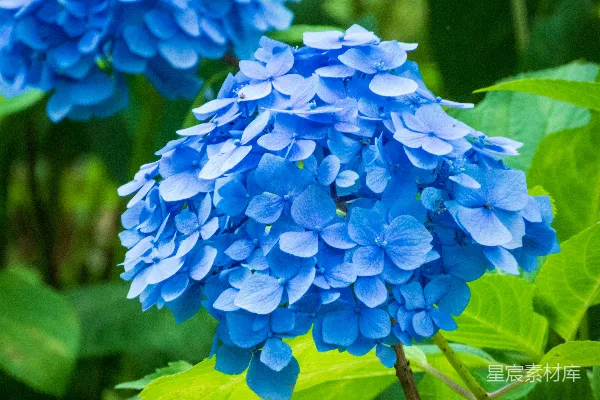 高清摄影 一群蓝色的花