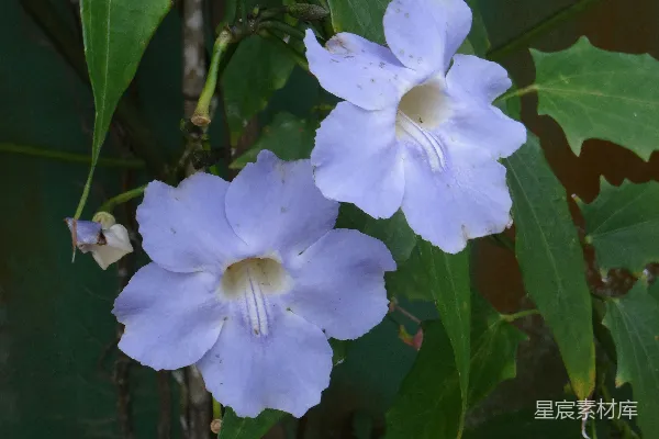 高清摄影 两朵精致的蓝花，配以绿叶。